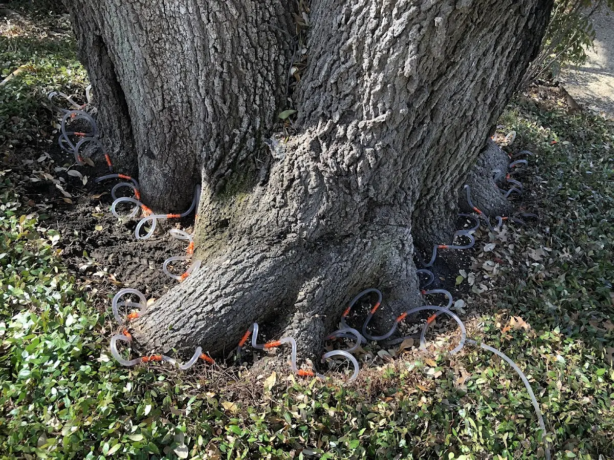 Detailed Tree Cabling and Bracing job site in Doylestown
